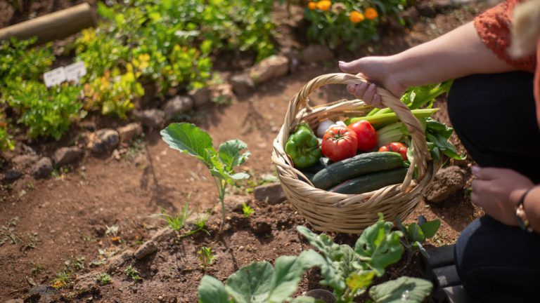 Dayanna Volitich's garden